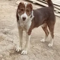 سگ نگهبانی،دوساله