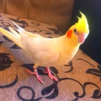 عروس هلندی لوتینو