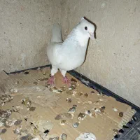 طوق آبی ابری نر|پرنده|شیراز, سعدیه شمالی|دیوار