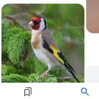 سهره بهاره و سهره پاییزه