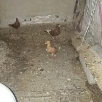 حبشی