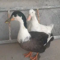 دو عدد اردک