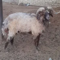 قوچ