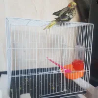 عروس هلندی قفس