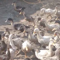 اردک