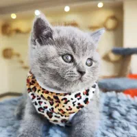 گربه بریتیش بلو خالص