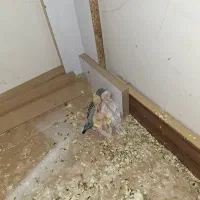 مرغ عشق|پرنده|شیراز, شیشهگری|دیوار