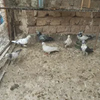 کبوتر گرفتنی|پرنده|قم, ولیعصر|دیوار