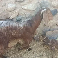 دو عدد بز پاکستانی|حیوانات مزرعه|جیرفت, |دیوار