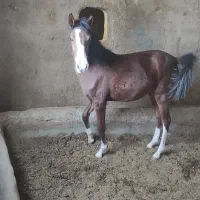 کره مادیان کرد