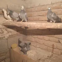 کبوتر