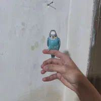 دو عدد مرغ عشق|پرنده|صوفیان, |دیوار