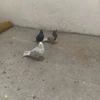 شازدا|پرنده|اردبیل, |دیوار