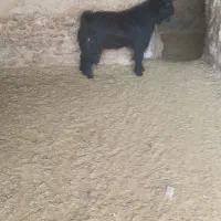 یه راس بزغاله ترکی|حیوانات مزرعه|فامنین, |دیوار