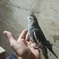 جفت عروس هلندی دستی سخنگو|پرنده|لنجان, |دیوار