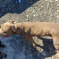 پیت‌بول آمریکایی