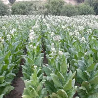 گل و گیاه فروشی 140 تمن به 43 تمن