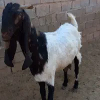 ۲عددبزپاکستانی ماده|حیوانات مزرعه|اهواز, فرهنگ شهر|دیوار