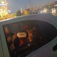 سگ پامرانین|سگ|پردیس, فاز ۱۱|دیوار