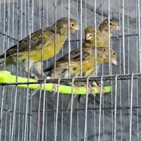 قناری سبز کشیده بلند