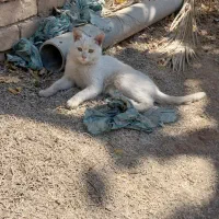 گربه سفید گمشده ما پیداش کردیم|گربه|اصفهان, کشاورزی|دیوار