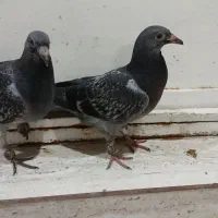 جوجه پلاکی