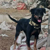 سگ روتیلر یسر آمریکا درجه ۱|سگ|فلاورجان, |دیوار