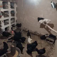 تخم نطفه دار مرغ.اردک و تخم خوراکی بوقلمون