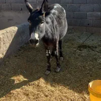 الاغ ماده|حیوانات مزرعه|بردسیر, |دیوار