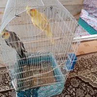 فروش فوری عروس هلندی