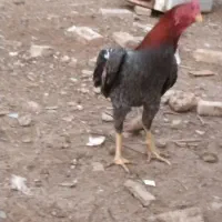 فروش یک عدد خروس لاری|حیوانات مزرعه|صوفیان, |دیوار