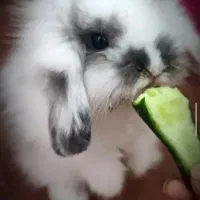 خرگوش لوپ