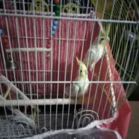 جفت عروس هلندی