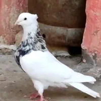 طوقی هفرتنگ