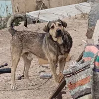 سگ اصیل پژدر نر|سگ|فیروزکوه, |دیوار