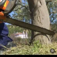 خرید چوب و برش انواع درختان با نازلترین قیمت|خدمات باغبانی و درختکاری|شیراز, دارالرحمه|دیوار