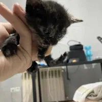 واگذاری گربه