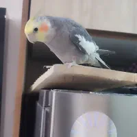 معاوضه با عروس ماده فقط