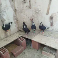 6تا نرسوراخ
