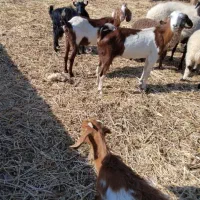 فروش یا معاوضه دو راس بز دو رگ