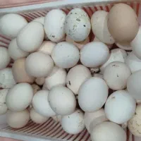 تخم مرغ محلی