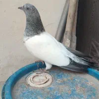 کبوتر رنگی|پرنده|میانه, |دیوار