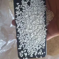 برنج عنبربو شلتوک شالیکوبی مستقیم|خوردنی و آشامیدنی|شیراز, شهرک ولیعصر|دیوار