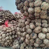 گردو/مغزگردو