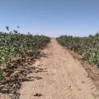 معاوضه باغ پسته