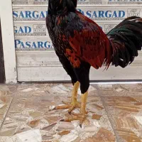 لاری|حیوانات مزرعه|رودبنه, |دیوار