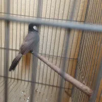 ق کبوتر خوشرنگ پرنده کبوتر معاوضه