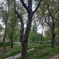 باغ-نقلی-با-راه