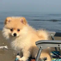 واگذاری پامر