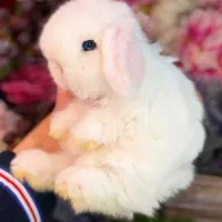 خرگوش لوپ بلو چشم آبی